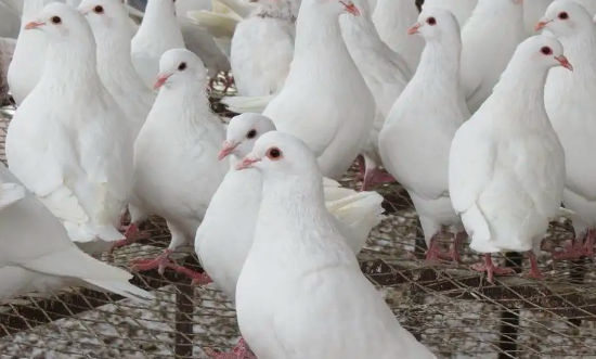 饲养肉仔鸡 秋季是好时机