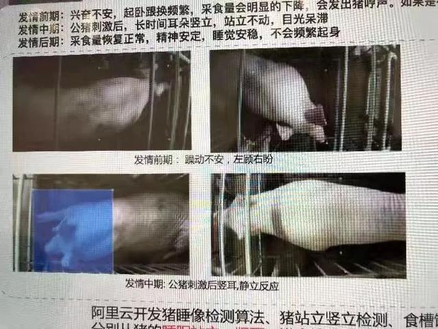 网易、京东、阿里...... AI养猪哪家强