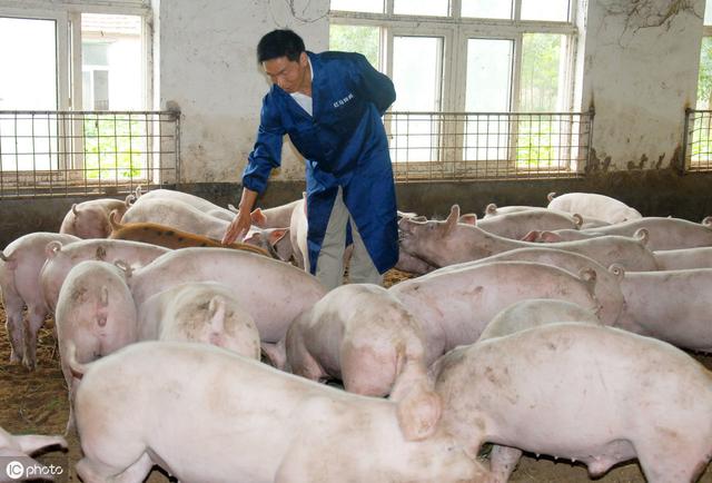 科普丨规模化猪场饲养管理模式，值得农村散养户学习参考！