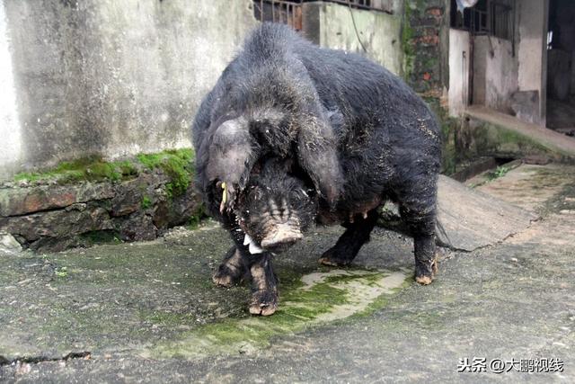 “二师兄”如愿以偿！13年做种猪留下后代18000头依然生猛