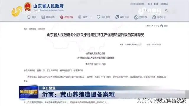 养猪艰辛记：上面政策好，下面落实难！荒山养猪遭遇备案难