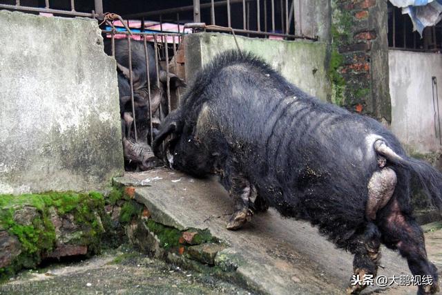 “二师兄”如愿以偿！13年做种猪留下后代18000头依然生猛