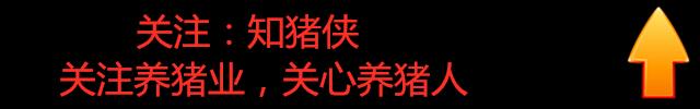 猪场内如何进行合理布局？新建猪场场区规划要考虑这4个方面