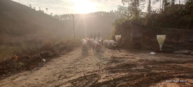 一个养猪人的心路历程：70%的朋友都退出了，但我想坚守等待翻身‖猪事半月谈