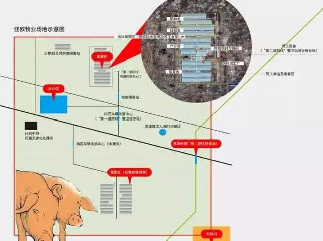 探访非洲猪瘟最大爆发地 黑龙江明水猪场缘何沦陷