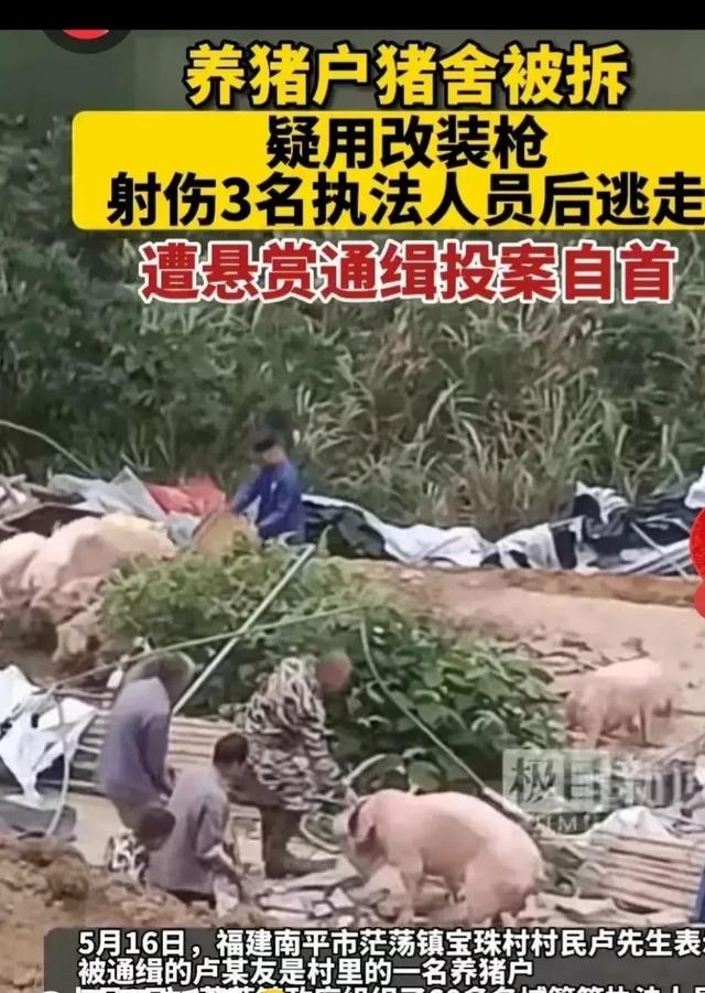 福建南平市养猪场被拆，官方明确表态，由谁来承担此责任？