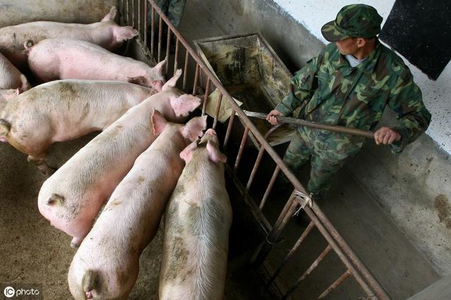 肥猪饲养管理措施：做好了这5个方面，饲料利用率高猪长得快