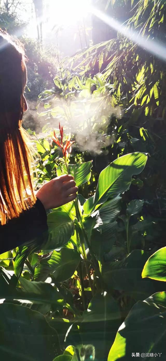 农田里的芭蕉芋，以前喂猪现在人吃，已经很少见了