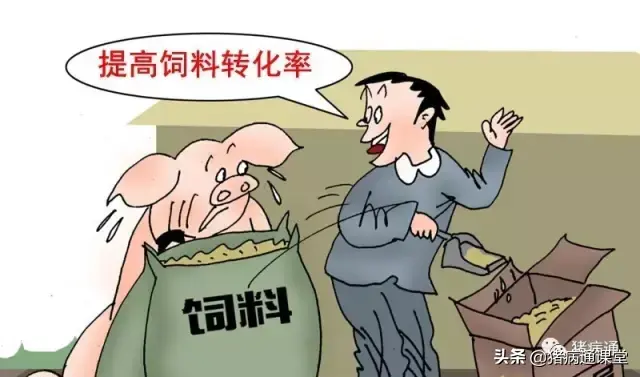 养猪怎么防病(要想养好猪，不得病，必须注意以下几个方面)