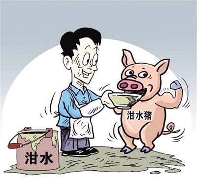 真相丨泔水养猪为何上不了台面