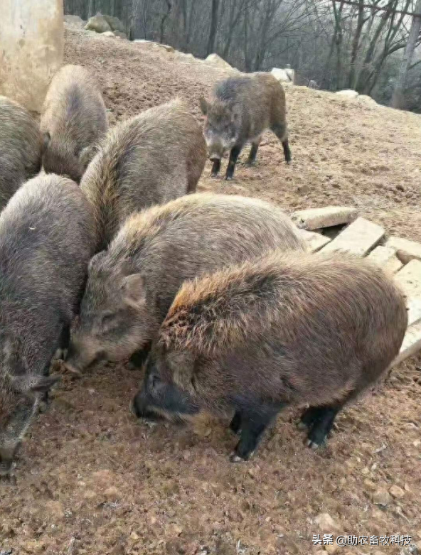 这个猪场长期采用益生菌+中草药养野猪，无抗养殖的效益与销路高