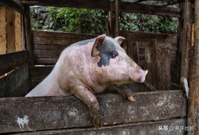 振兴乡村：农民散养生猪，最少有4大好处