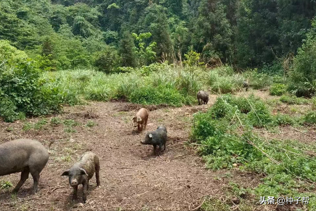 养猪的优质牧草，这五种有的亩产达20~30吨，能省一大半饲料成本