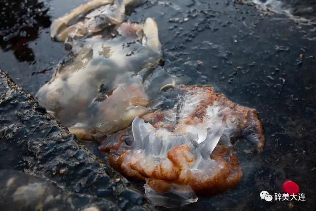 夏家河里的它比河豚还要毒