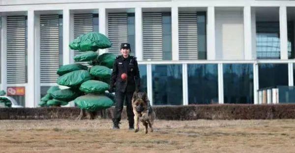 美女生物生“变身”成为优秀警犬训导员